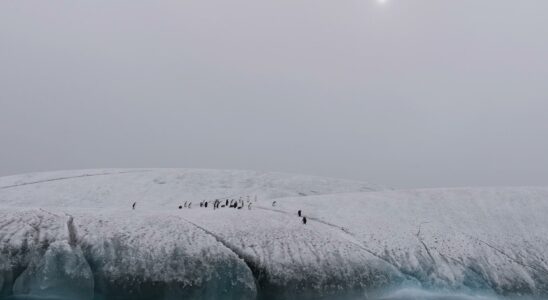 Research team on Antarctica asks for help after threats