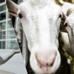 Shooting on mekkering goats does not lead to prison sentence