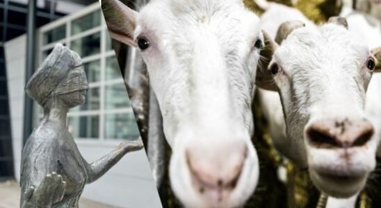 Shooting on mekkering goats does not lead to prison sentence