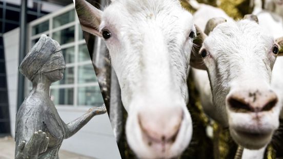 Shooting on mekkering goats does not lead to prison sentence