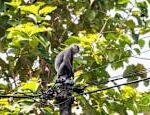 Sri Lankas agriculture in trouble monks count monkeys Foreign