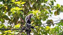 Sri Lankas agriculture in trouble monks count monkeys Foreign