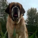 Stephen Kings Cujo classic is renewed by Netflix