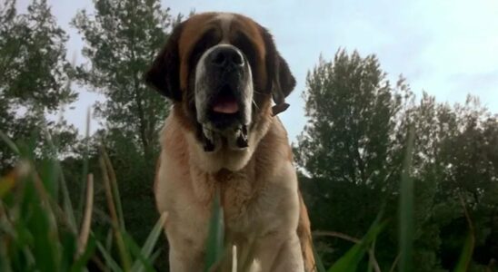 Stephen Kings Cujo classic is renewed by Netflix