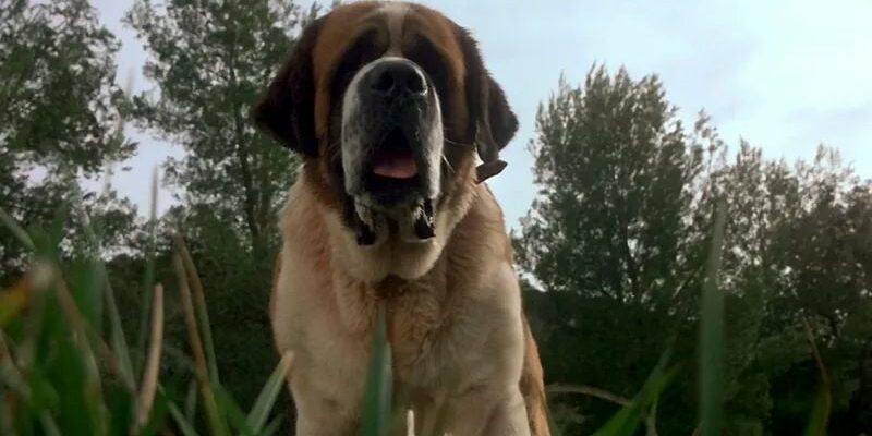 Stephen Kings Cujo classic is renewed by Netflix