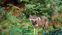 The EU Commission proposes to relax wolves protection Brief news