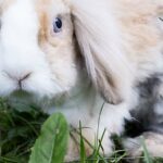 The Swedish Agricultural Agencys proposal for pets is criticized by