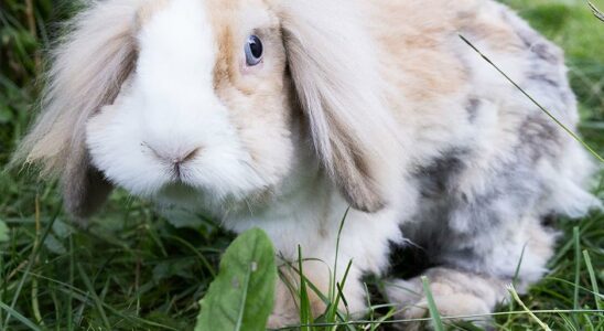 The Swedish Agricultural Agencys proposal for pets is criticized by