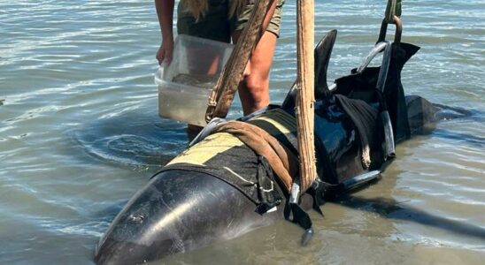 The fishermens shock Giant subfine jumped aboard