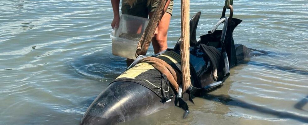 The fishermens shock Giant subfine jumped aboard