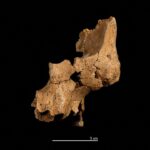 The oldest human remains in Western Europe found in Spain