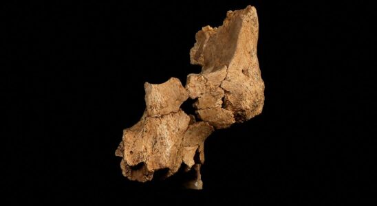 The oldest human remains in Western Europe found in Spain