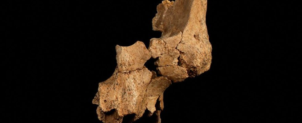 The oldest human remains in Western Europe found in Spain