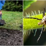 Three plants you should plant to keep the ticks away