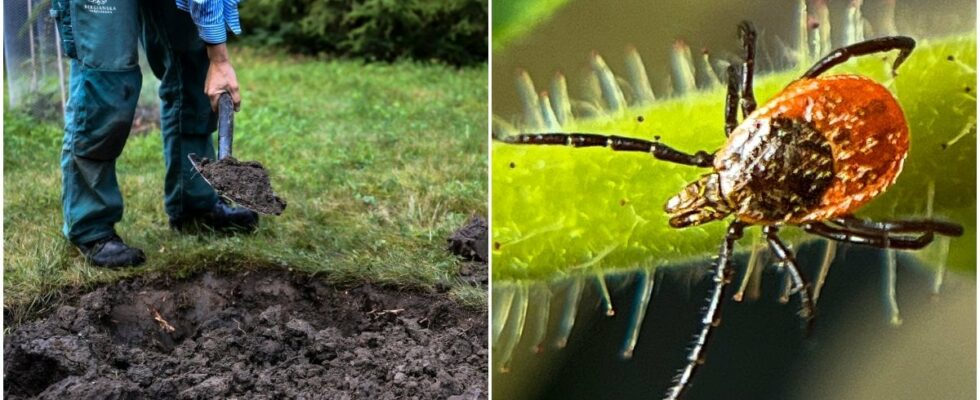 Three plants you should plant to keep the ticks away