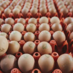 United States Faced with the lack of eggs Washington calls