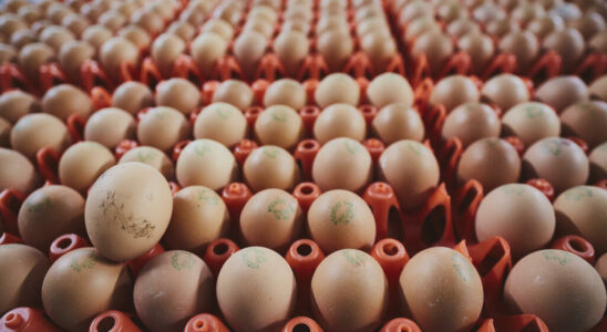 United States Faced with the lack of eggs Washington calls