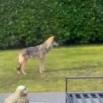 Wolf runs through the Bosch and Duin backyard residents not