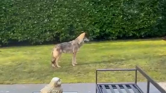 Wolf runs through the Bosch and Duin backyard residents not